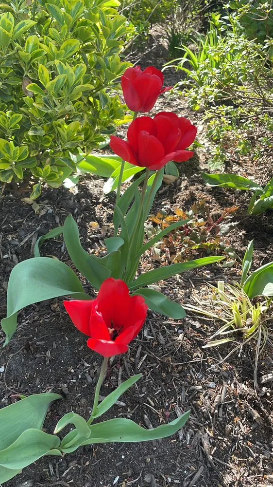 Local landscape design with custom design in Huntington Station, NY by General Landscaping