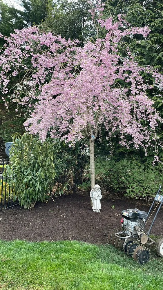 Expert yard cleanup service for beautiful yards in Huntington Station, NY by General Landscaping