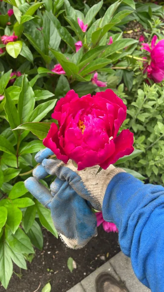 Reliable landscape design for homes in Huntington Station, NY by General Landscaping