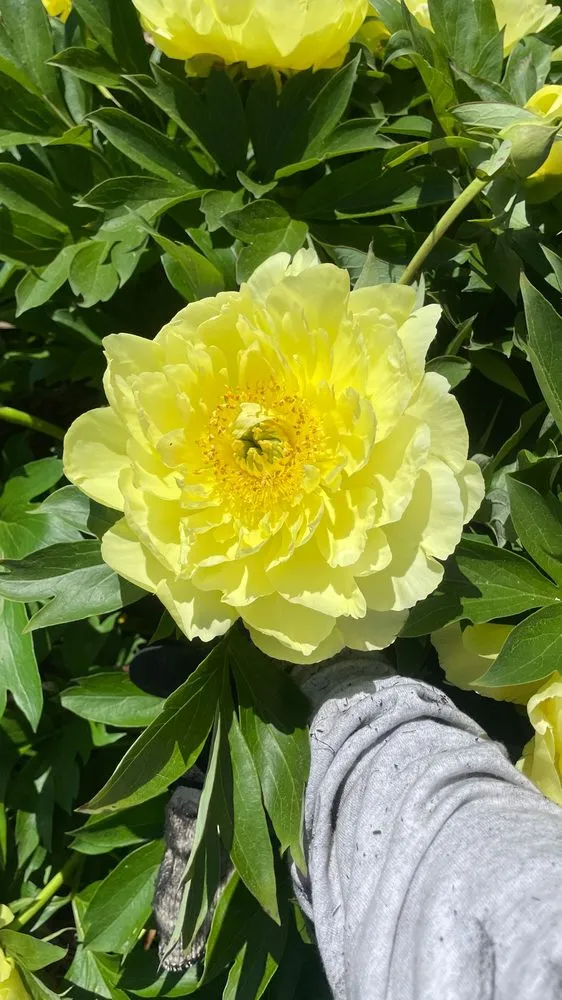 Expert yard maintenance in Huntington Station, NY - General Landscaping