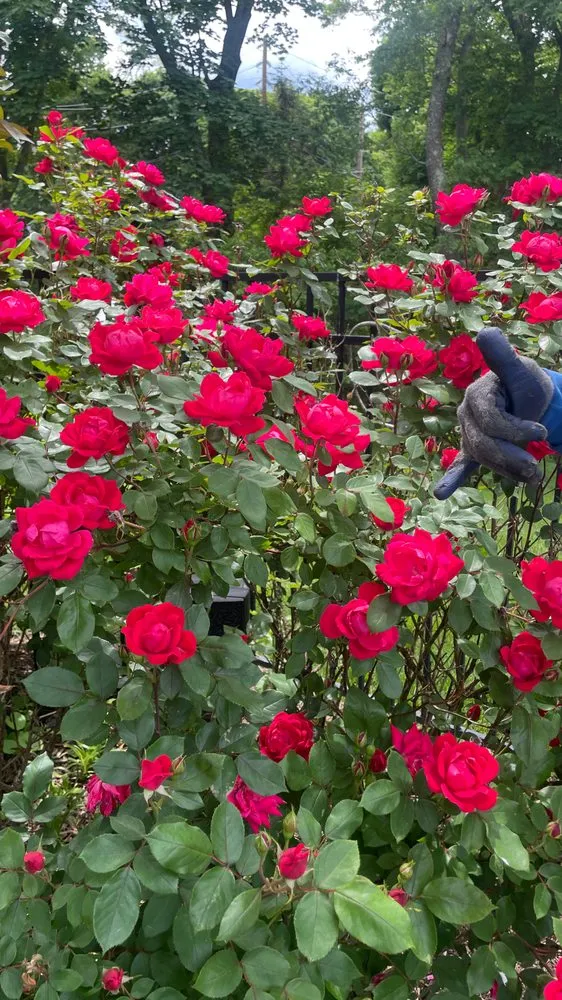 Reliable yard cleanup service in Huntington Station, NY - General Landscaping