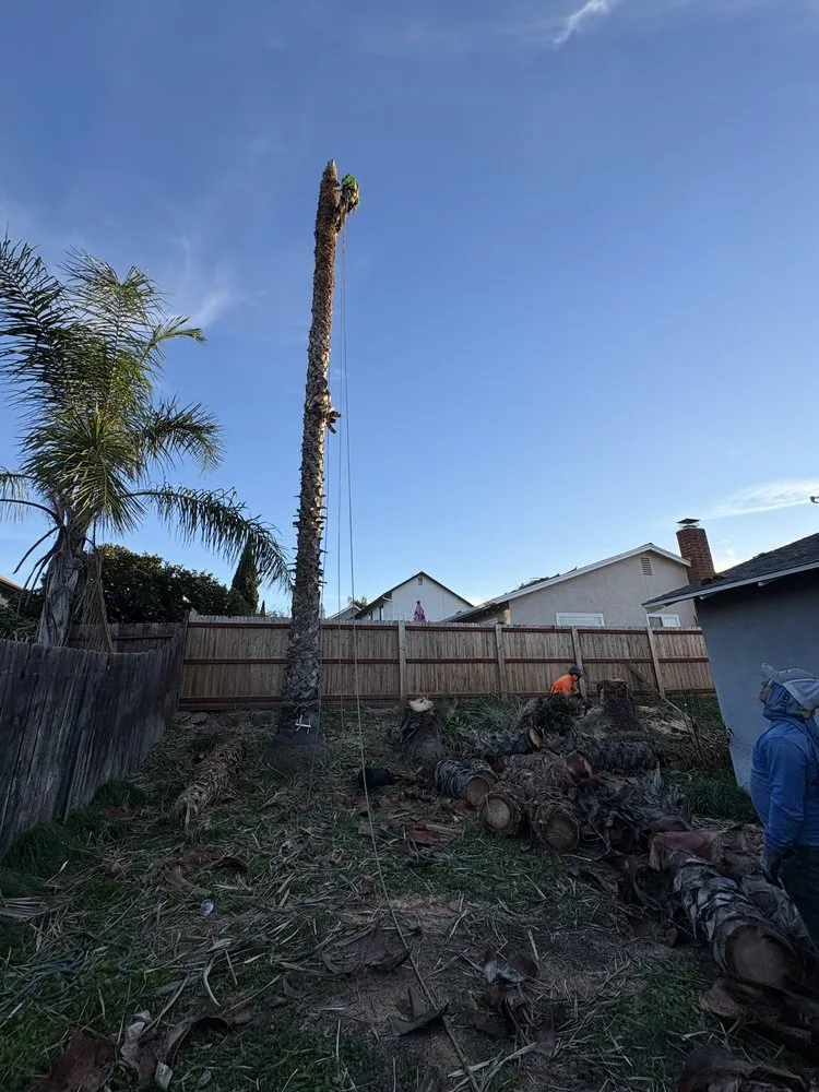 Trusted yard maintenance for residential properties in Escondido, CA by General Landscaping Services