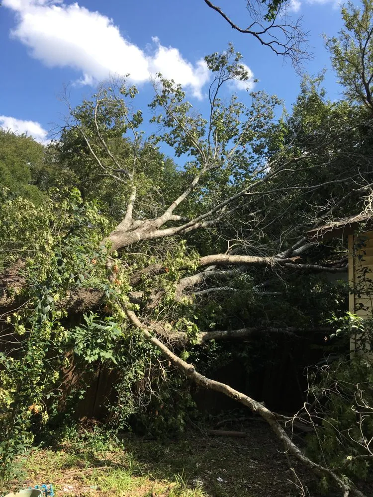 Trusted lawn care service in Kyle, TX by General Lawn Care