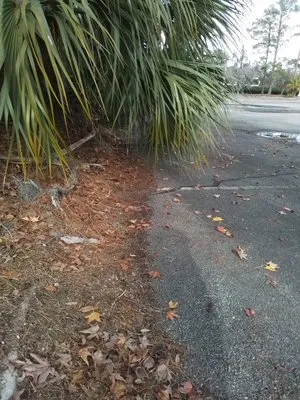 General Lawn Care Services