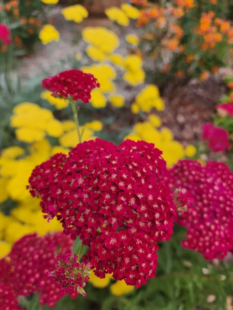 Reliable residential landscaping near you in Sunland, CA by General Native Green