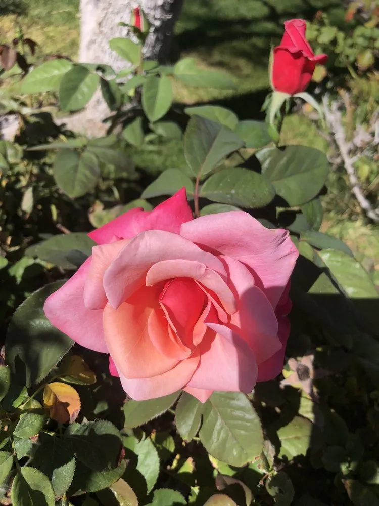 Custom yard cleanup service experts serving Las Cruces, NM - General Services Landscaping and Maintenance