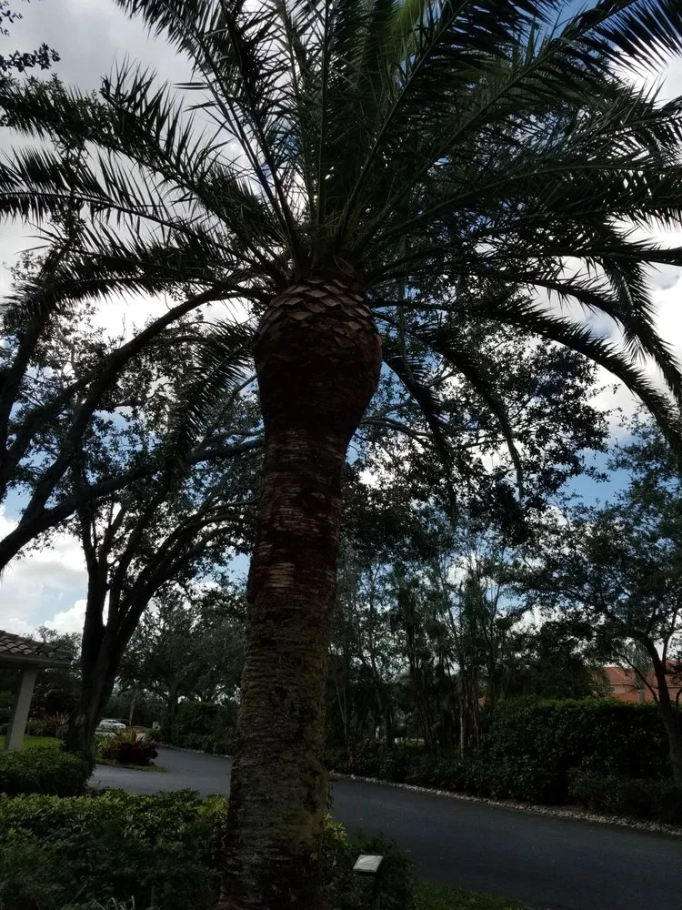 Professional yard cleanup service in Naples, FL - General Tree and Lawn Service