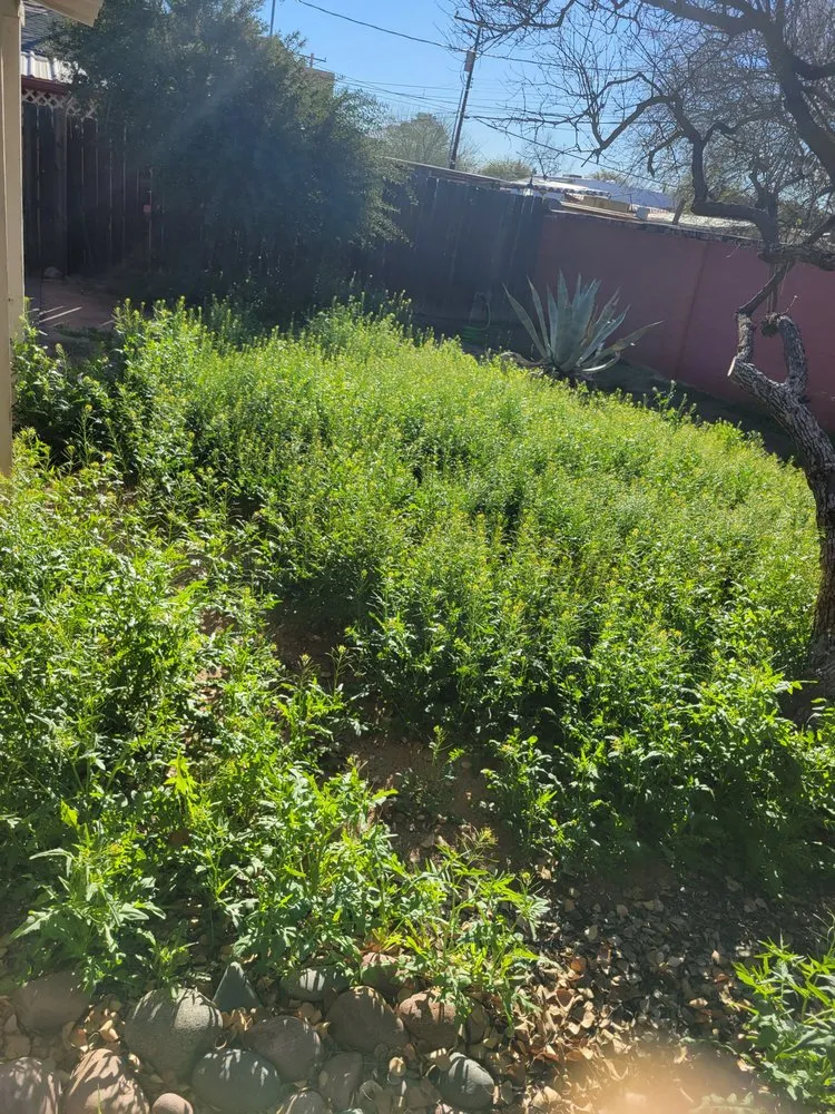 Expert landscaping services near you in Tucson, AZ by General Yard Work