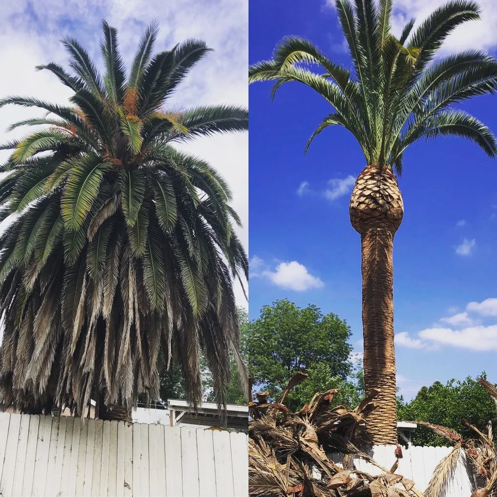 Affordable landscape installation for homes across Los Angeles, CA - Generation Landscape