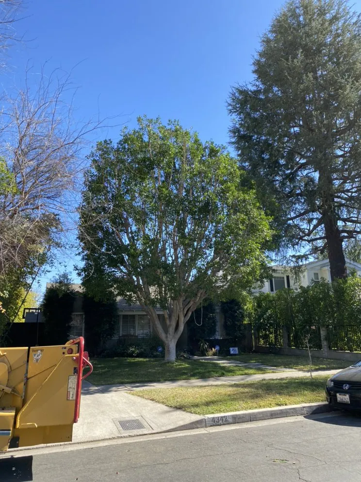Reliable yard cleanup service experts serving Los Angeles, CA - Generation Landscape