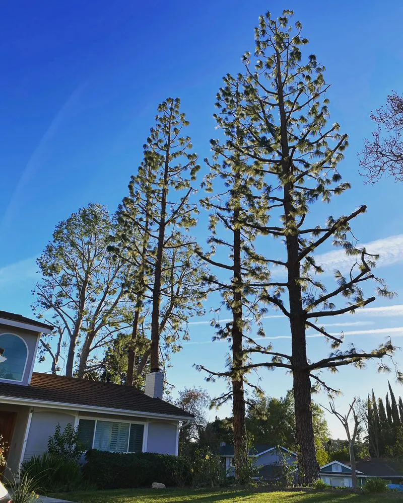 Local residential landscaping experts serving Los Angeles, CA - Generation Landscape