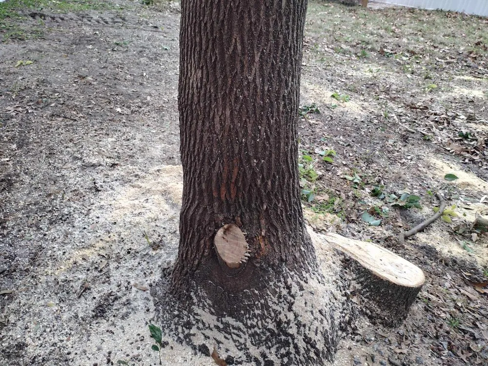 Affordable outdoor landscaping experts serving Ocala, FL - Generations In Services