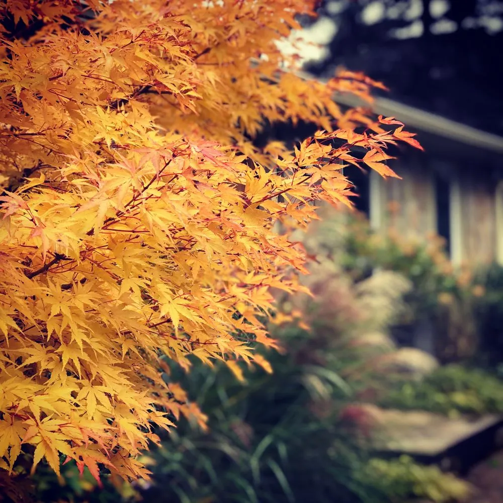 Trusted yard cleanup service experts serving Somerville, MA - Generous Earth Gardens