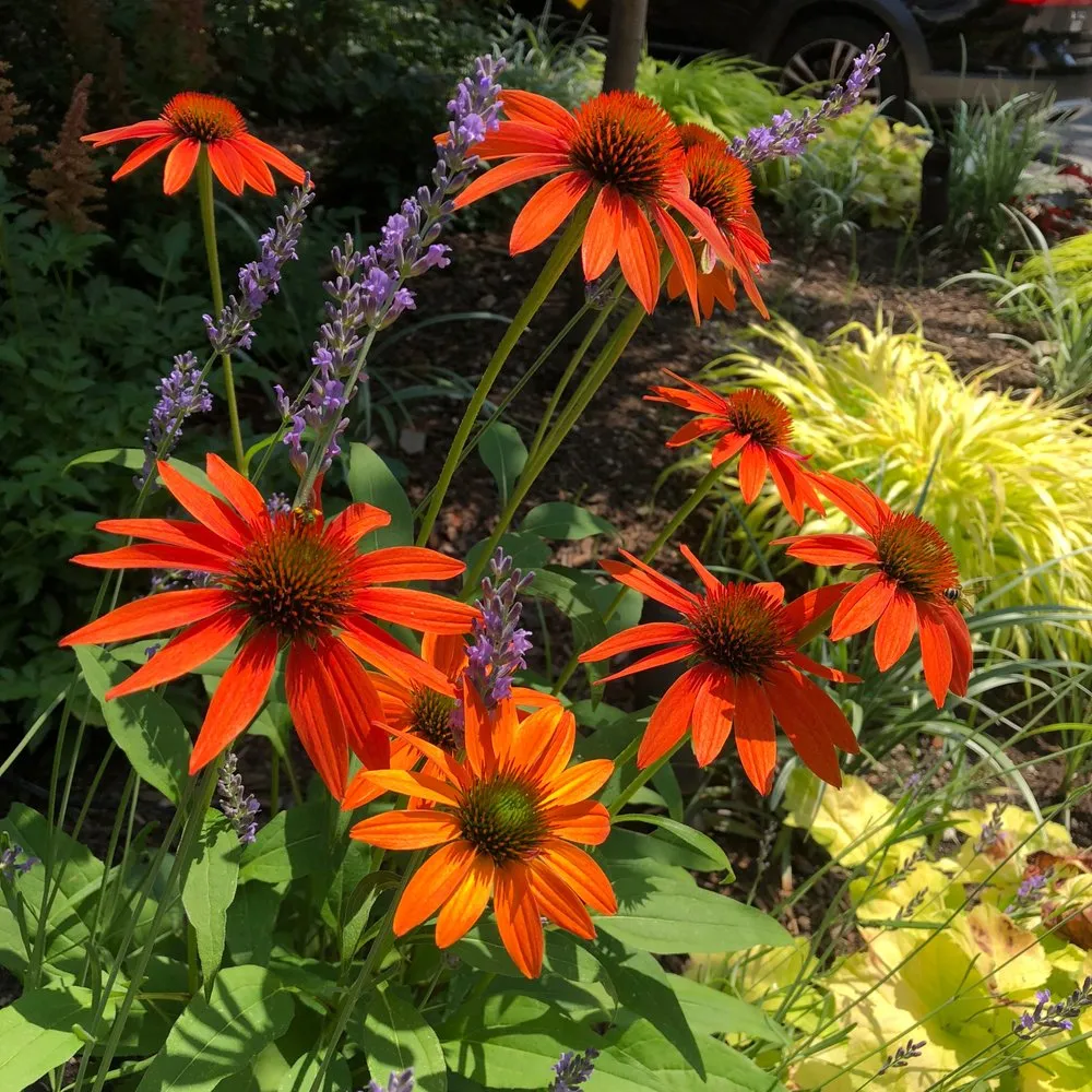 Custom landscaping services with custom design in Somerville, MA by Generous Earth Gardens