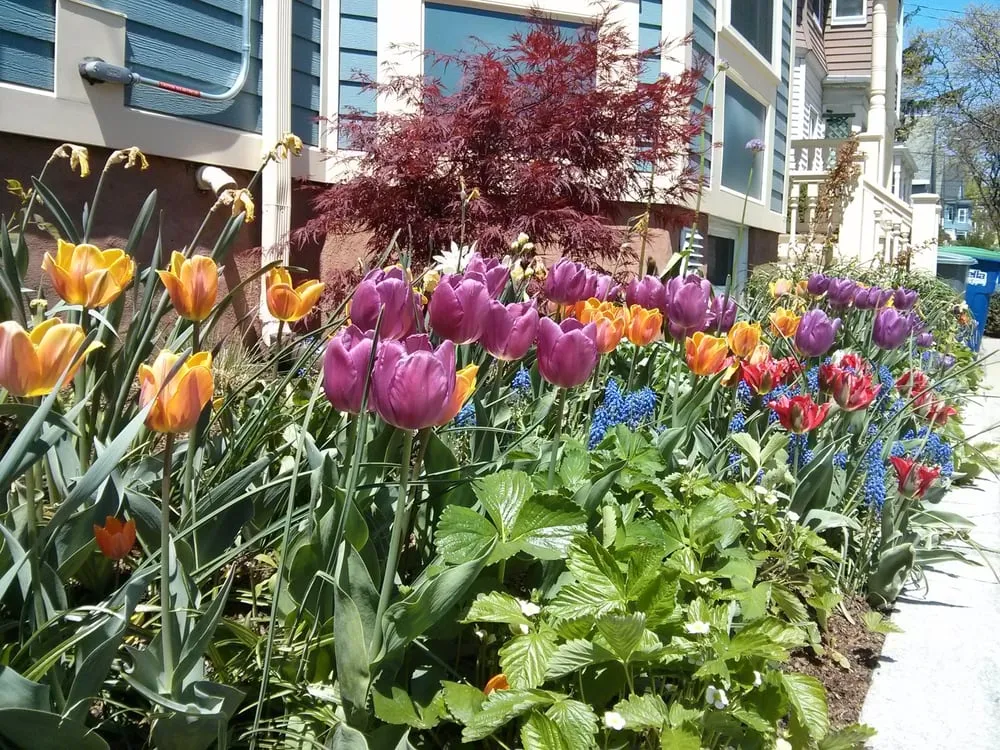 Reliable garden landscaping for homes in Somerville, MA by Generous Earth Gardens