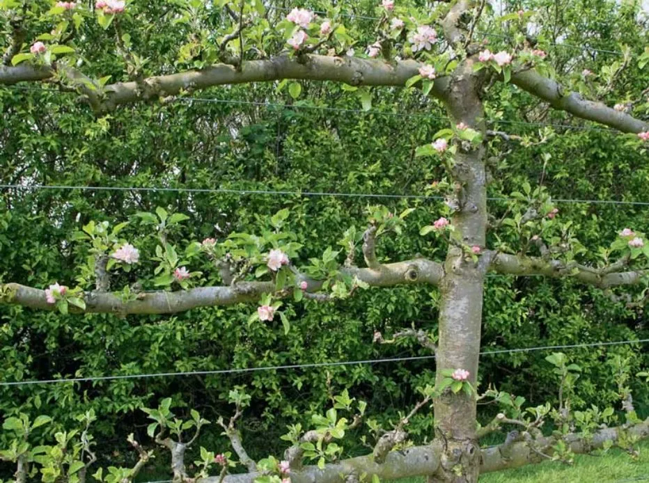 Affordable landscape installation in Somerville, MA by Generous Earth Gardens