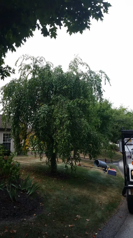 Top-rated residential landscaping near you in Cheswick, PA by Gene's Tree and Landscaping