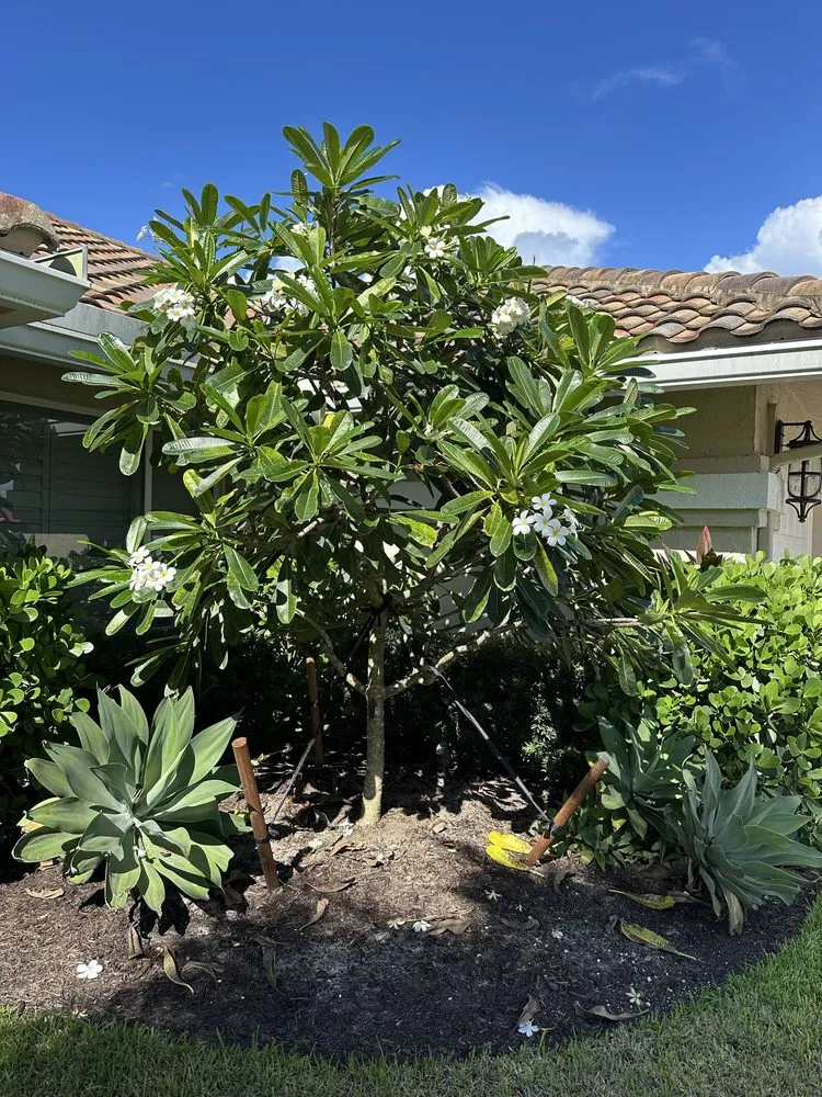 Affordable lawn mowing service in Lake Worth Beach, FL - Genesis Design Scape Services