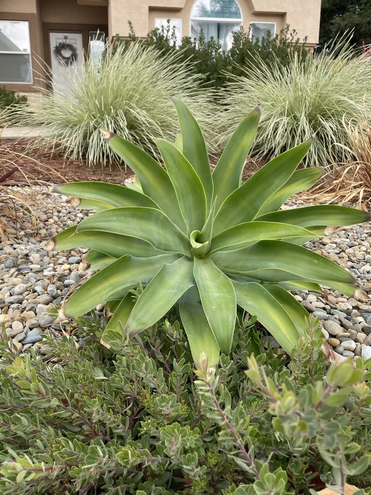 Expert landscape design in Sacramento, CA by Genesis Landscapes