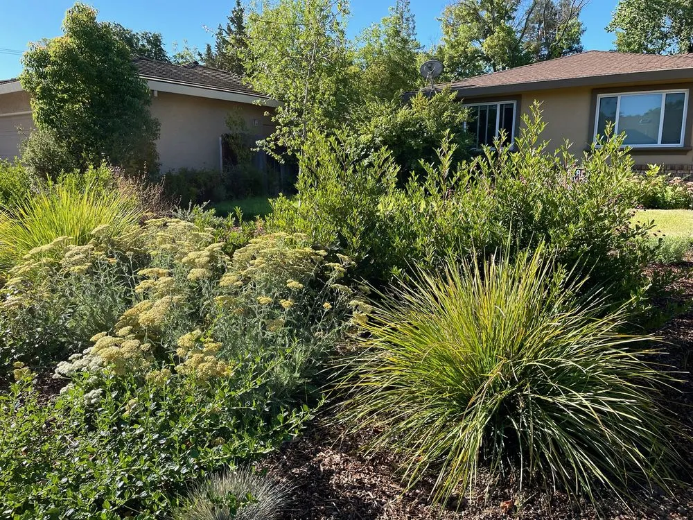 Expert landscaping services in Sacramento, CA by Genesis Landscapes