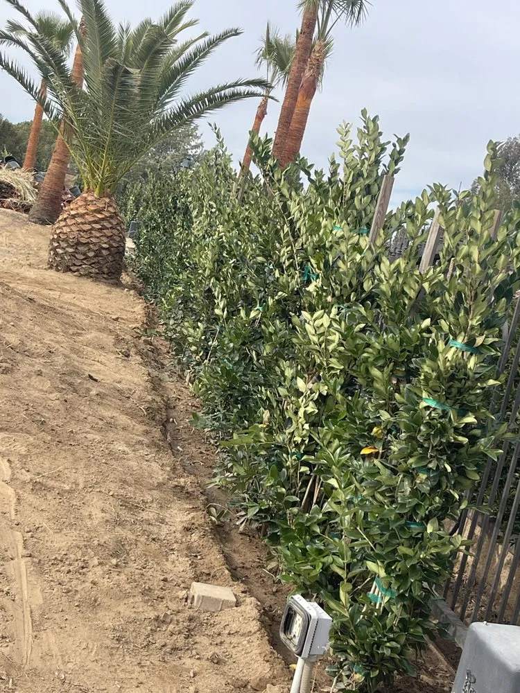 Local yard cleanup service experts serving Littlerock, CA - Genesis Landscaping