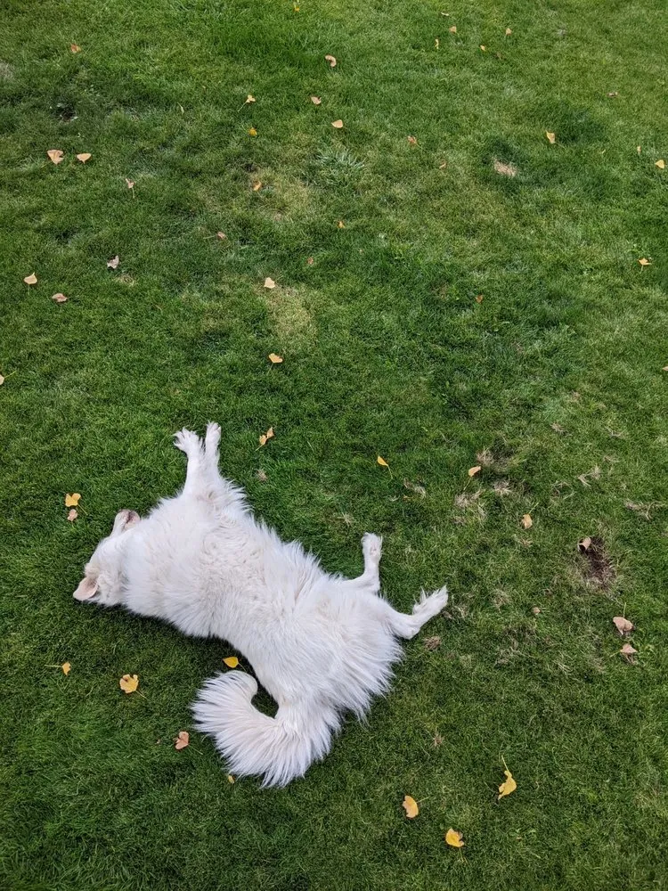 Expert landscape design in Mapleton, UT - Genesis Landscaping