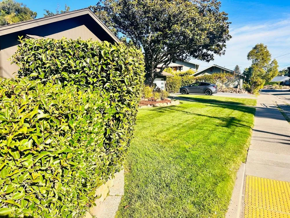 Reliable yard cleanup service for outdoor upgrades in San Rafael, CA by Genesis Landscaping