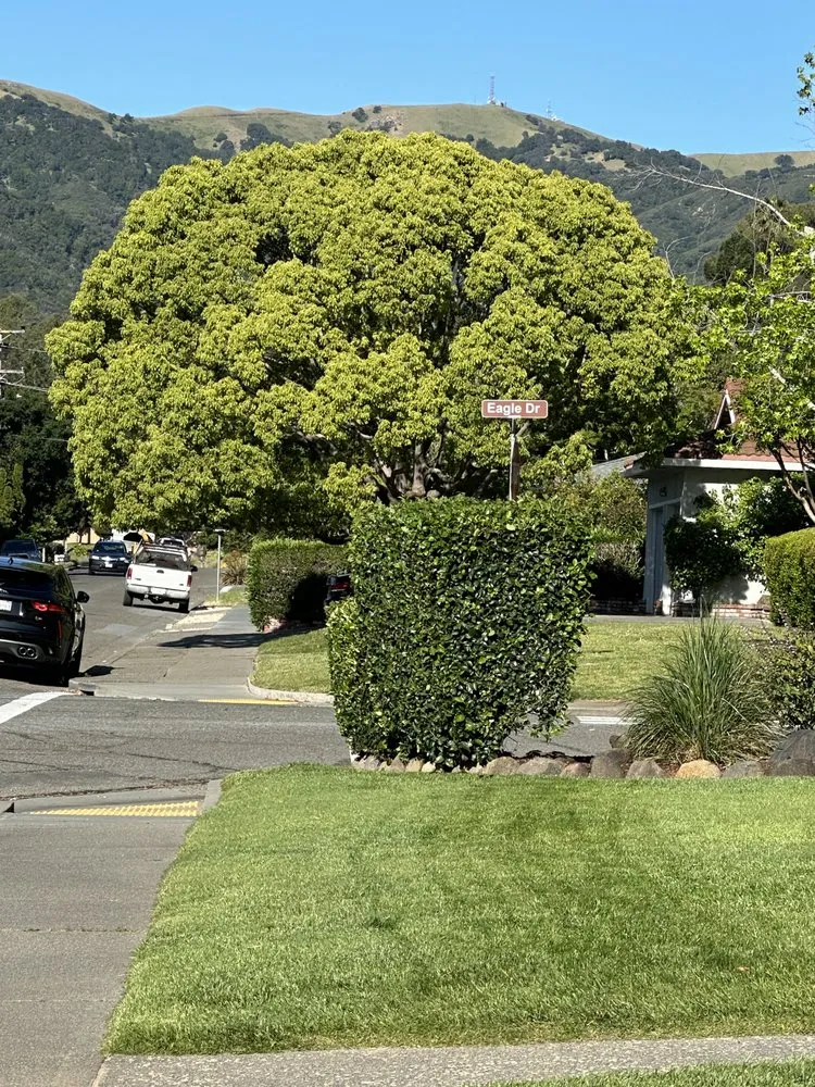 Top-rated outdoor landscaping experts serving San Rafael, CA - Genesis Landscaping