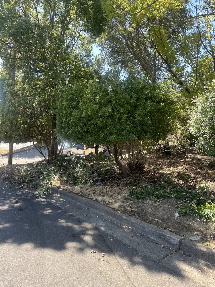 Affordable garden landscaping in San Rafael, CA by Genesis Landscaping