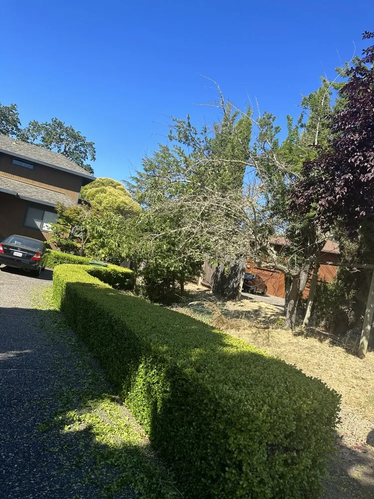 Expert yard maintenance in San Rafael, CA by Genesis Landscaping