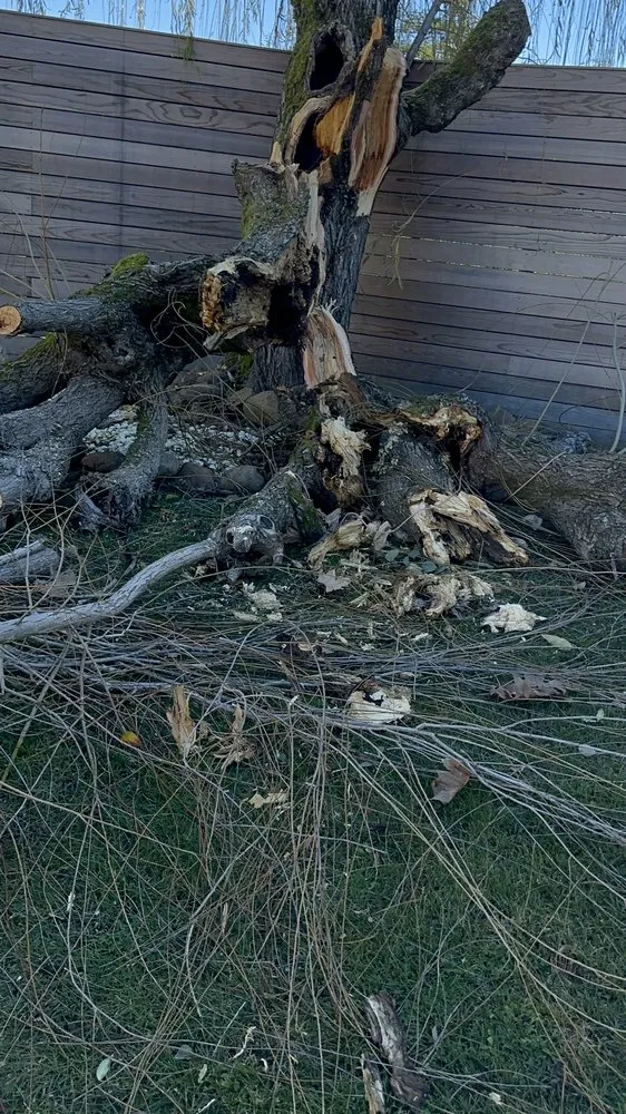 Custom landscape design in San Rafael, CA - Genesis Landscaping