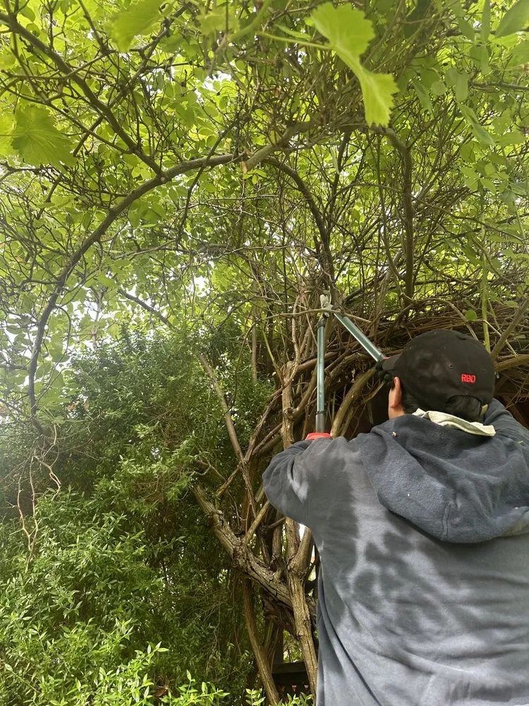 Professional landscape design experts serving San Rafael, CA - Genesis Landscaping