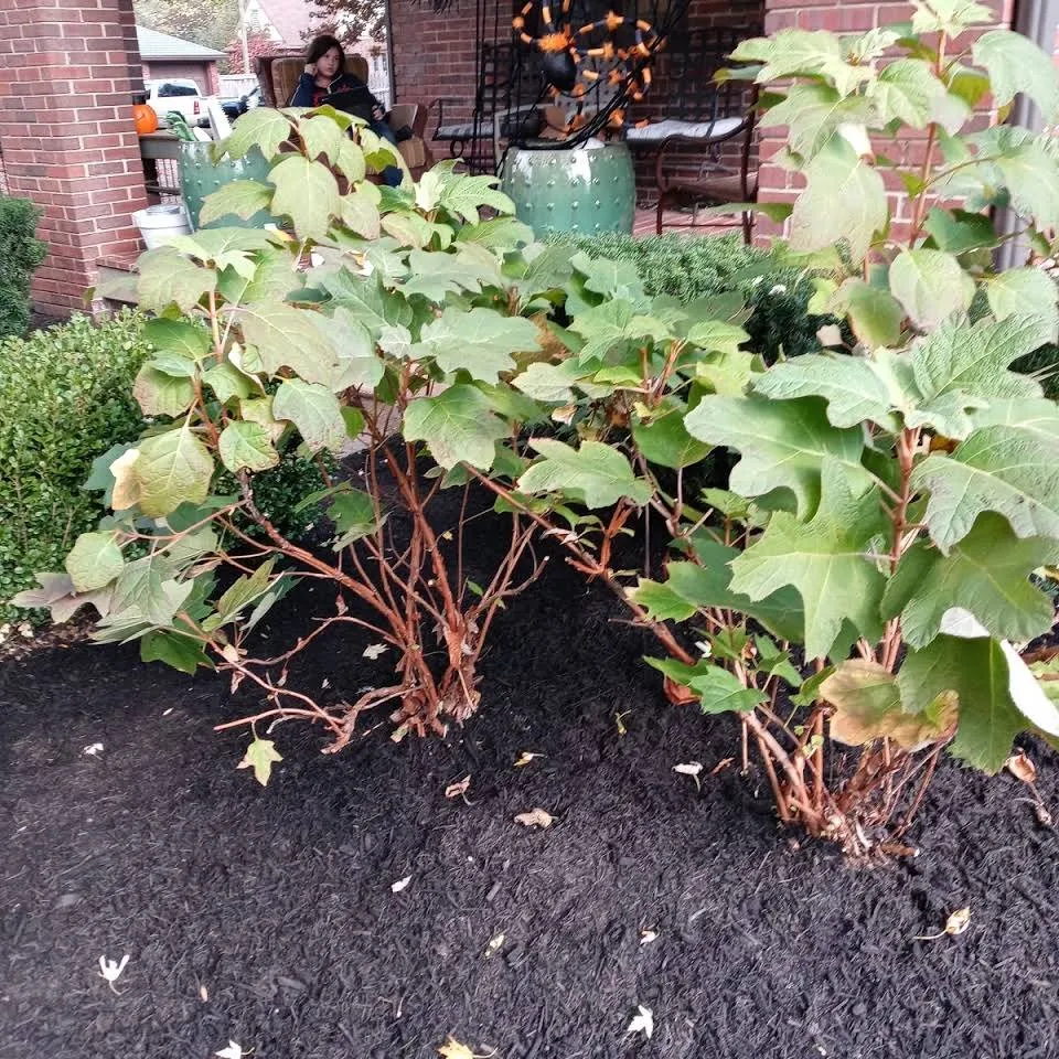 Reliable landscape installation in Indianapolis, IN - Genesis Lawn and Maintenance