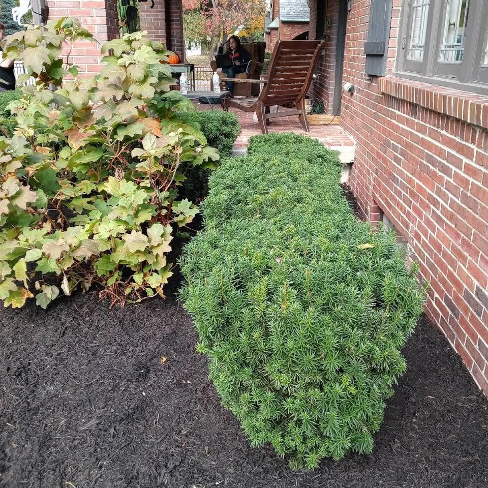 Custom yard cleanup service experts serving Indianapolis, IN - Genesis Lawn and Maintenance