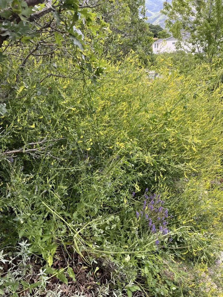 Professional residential landscaping with custom design in Layton, UT by Genesis Lawn Care