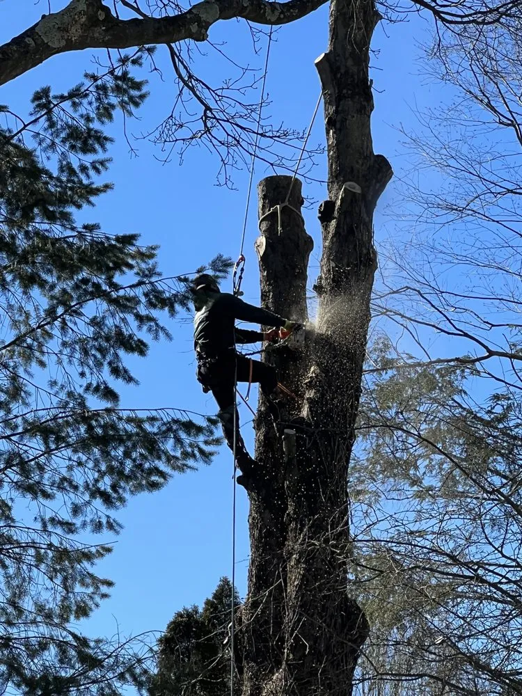 Local yard cleanup service in White Plains, NY by Genesis Tree Service & Landscaping