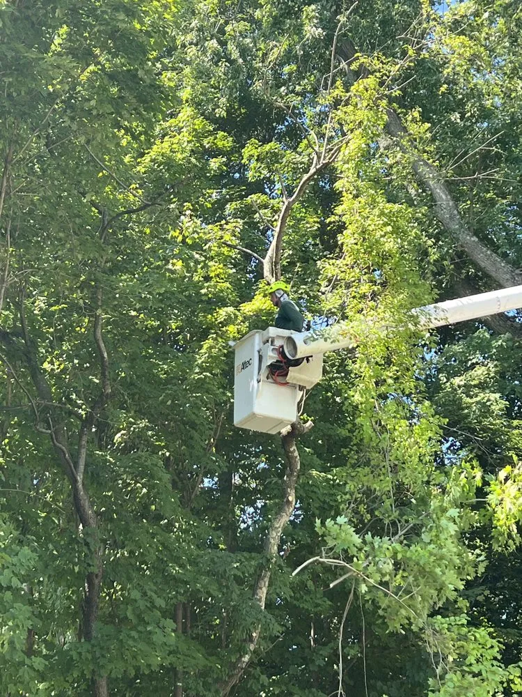 Professional residential landscaping with custom design across White Plains, NY - Genesis Tree Service & Landscaping