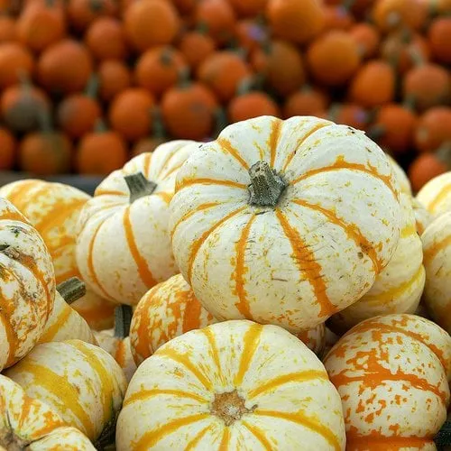 Local yard maintenance in White Plains, NY by Genesis Tree Service & Landscaping