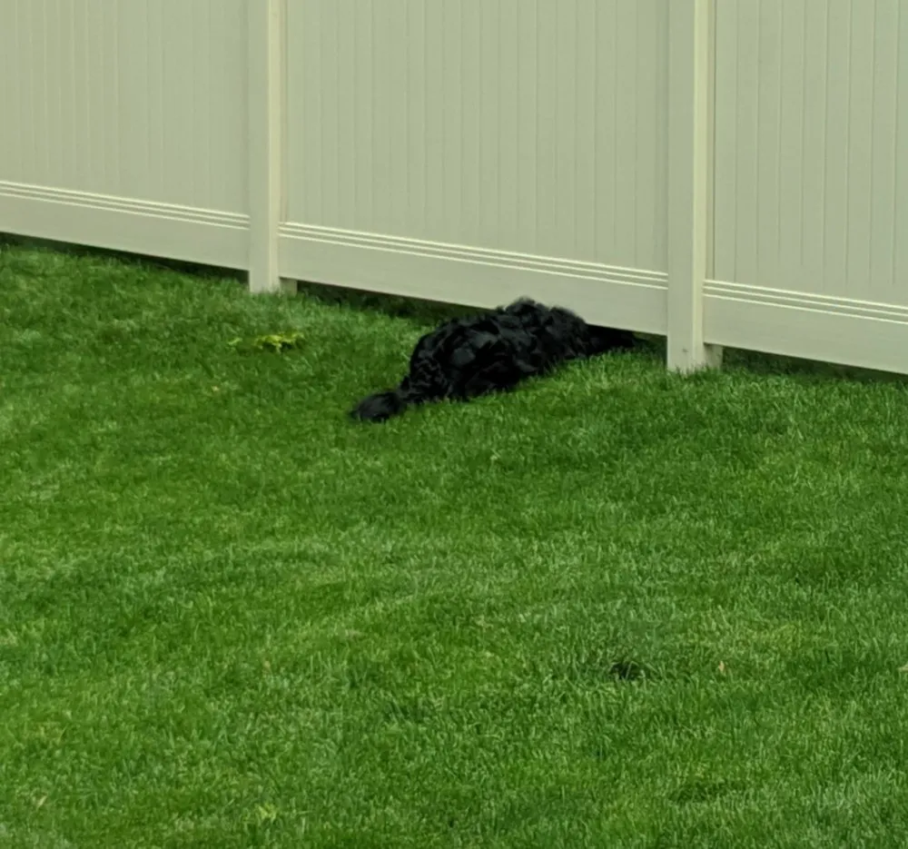 Trusted landscaping services for residential properties in Draper, UT by Genie Green