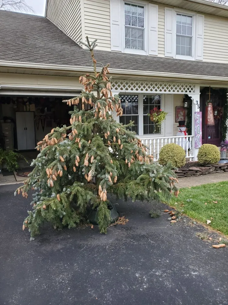 Custom lawn care service in New Brunswick, NJ by Genie Tree Service