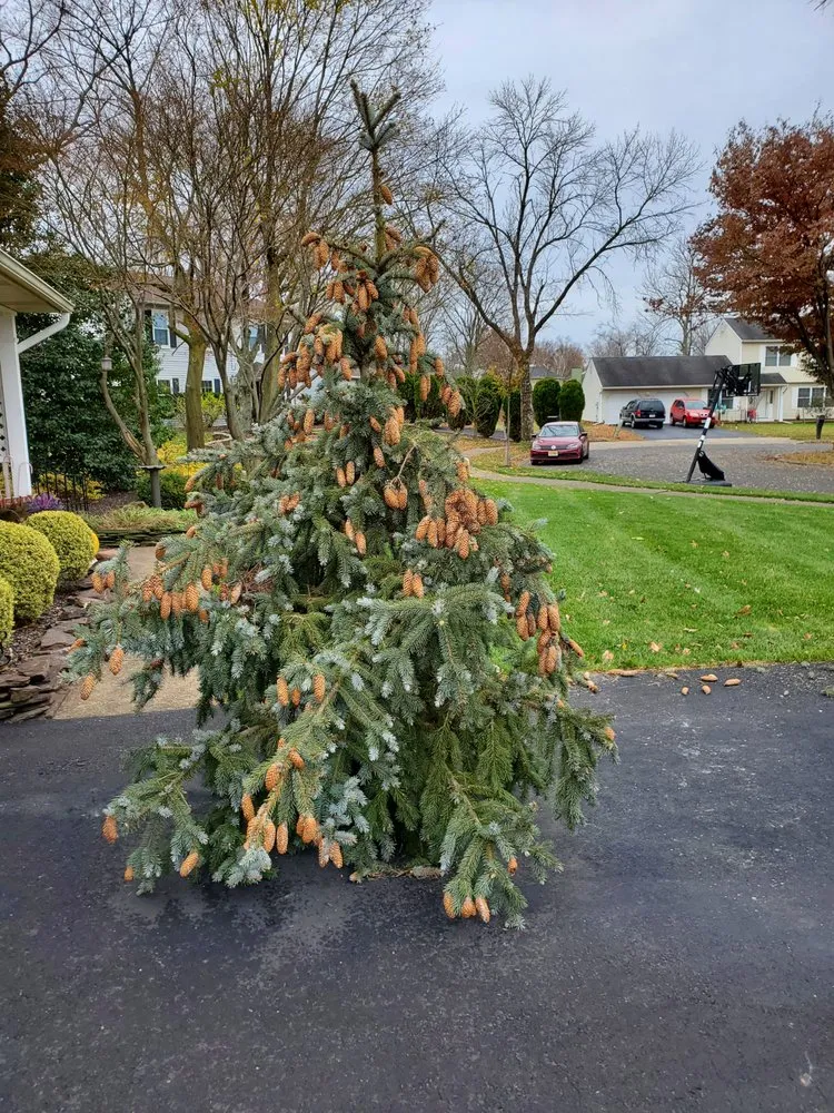 Expert yard maintenance in New Brunswick, NJ - Genie Tree Service
