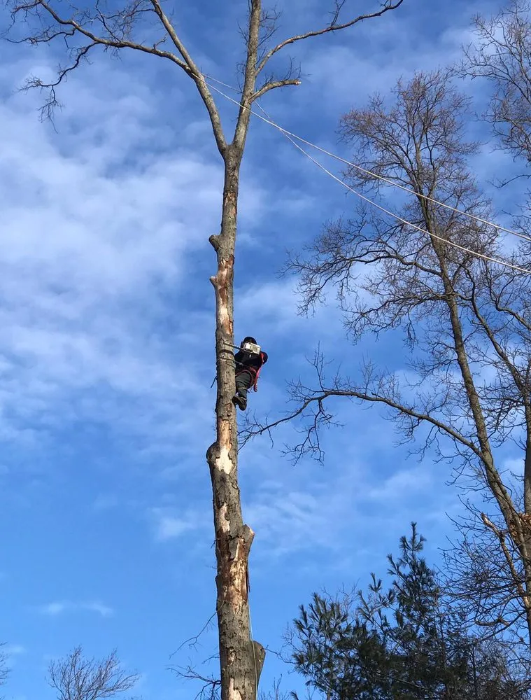 Professional yard cleanup service in New Brunswick, NJ by Genie Tree Service