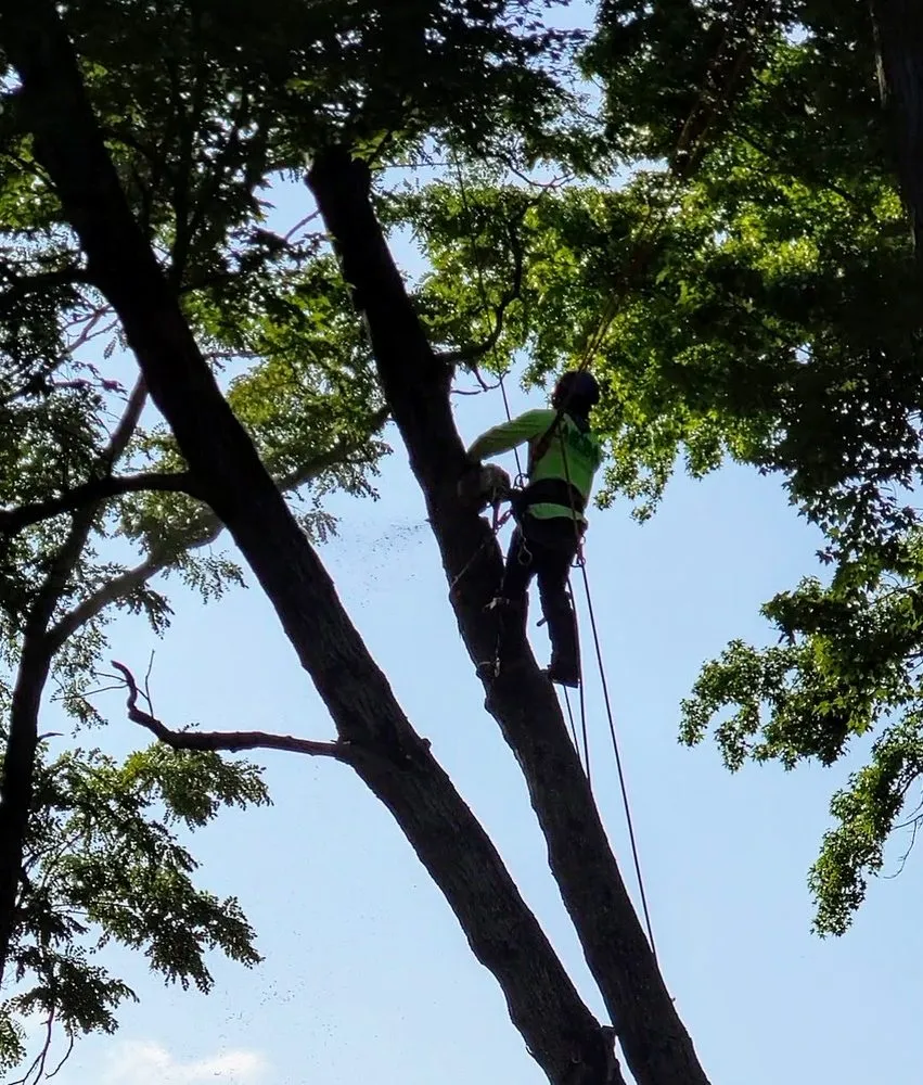 Top-rated yard cleanup service experts serving New Brunswick, NJ - Genie Tree Service