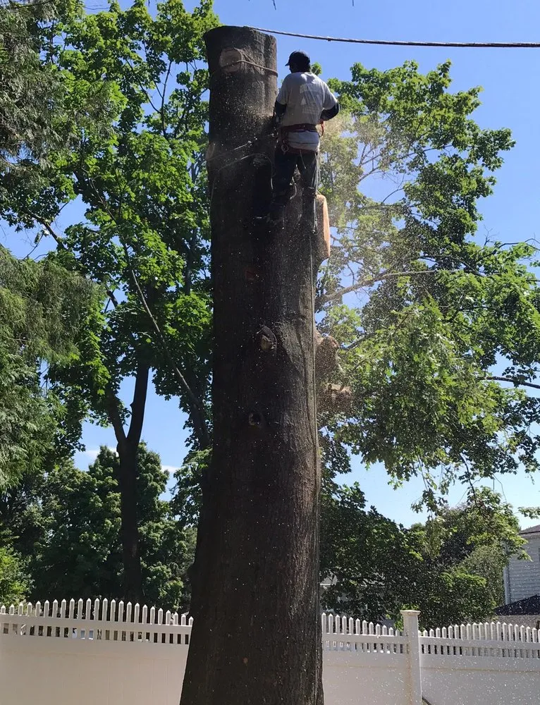 Top-rated landscaping services for beautiful yards in New Brunswick, NJ by Genie Tree Service