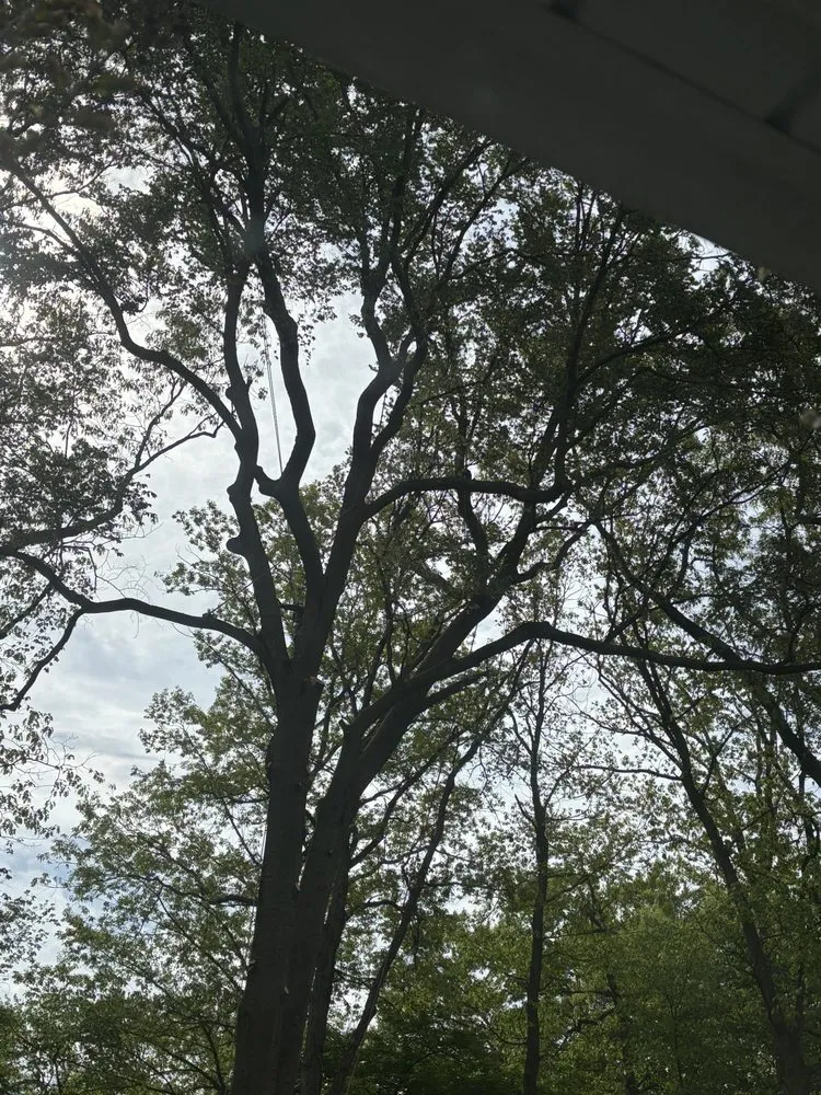 Local landscape design in New Brunswick, NJ - Genie Tree Service