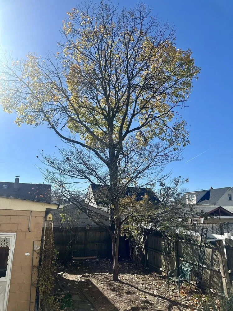 Top-rated yard maintenance in New Brunswick, NJ by Genie Tree Service