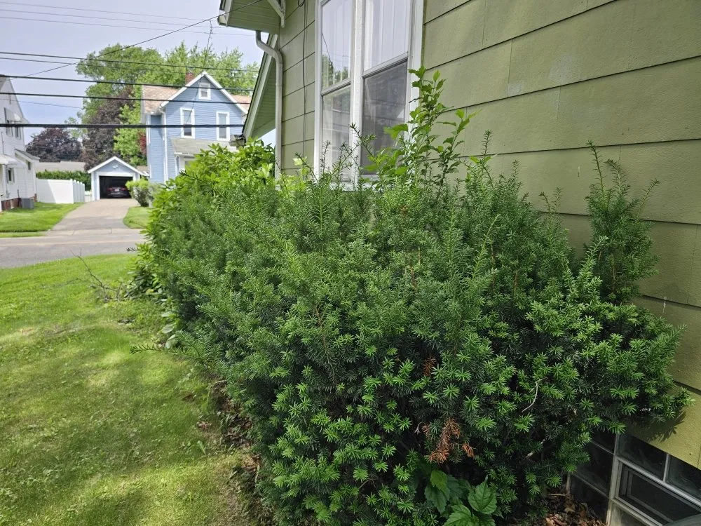 Affordable yard maintenance in Canton, OH by Genos Home Services