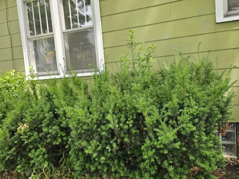 Expert yard maintenance experts serving Canton, OH - Genos Home Services