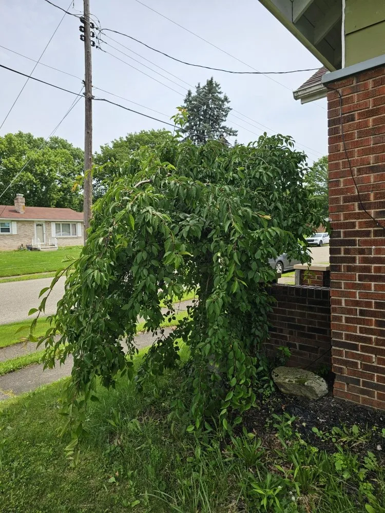 Local yard maintenance in Canton, OH - Genos Home Services