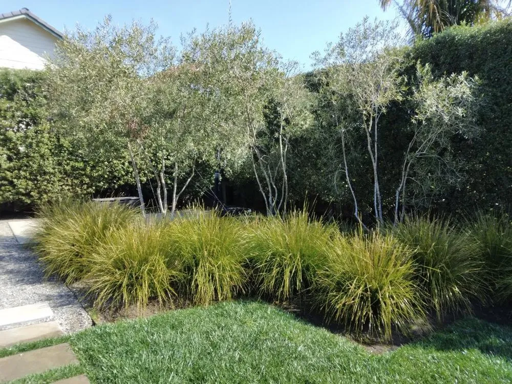 Local landscape installation in Scotts Valley, CA by Geno’s Landscaping